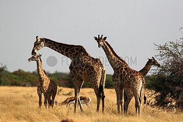 NAMIBIA  Kunene Region  Etosha National Park  Thomson's giraffes and gazelles
