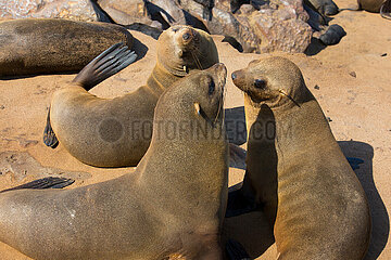 NAMIBIA. The Skeleton Coast  Cape Cross  Fur Seals