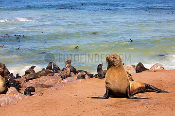 NAMIBIA. The Skeleton Coast  Cape Cross  Fur Seals