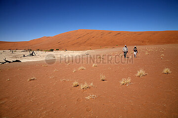 NAMIBIA. Namib-Naukluft National Park  walkers in the red sand dunes of Sossusvlei
