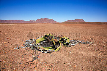 NAMIBIE. desert du Namib. La Welwitschia mirabilis  plante endemique