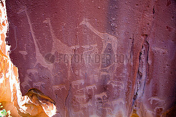 NAMIBIA. Twyfelfontein. Huab Valley  Kunene Region  Damaraland. Petroglyphs  rock paintings  which represent various animals