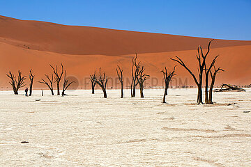 NAMIBIA. Namib-Naukluft National Park  the Dead Vlei  at the foot of the Sossusvlei dunes