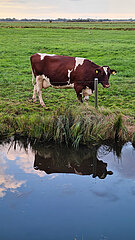 Deutschland  Bremen - Kuh auf der Weide im Landschaftsschutzgebiet Blockland