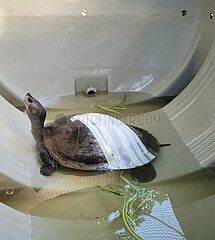 CAMBODIA-SIEM REAP PROVINCE-ROYAL TURTLE-RESCUE