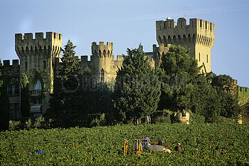 France. Vaucluse (84) Provence region. Chateau-Neuf-du-Pape village. The Castle of the Fines Roches and grappe harvest