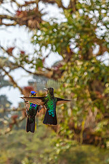 Costa Rica  Province of San Jose  hummingbirds of Rivoli  stationary flight  Los Quetzales National Park in the heart of the Talamanca mountain range