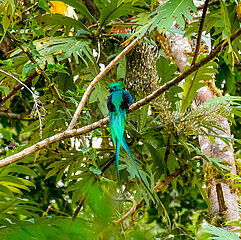Costa Rica  Los Quetzales National Park in the heart of the Talamanca mountain range. Quetzal bird with resplendent colors