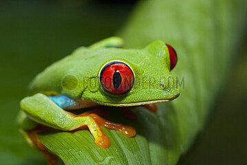 Costa Rica. Tortuguero National park  A red-eyed tree frog (Agalychnis callidryas)