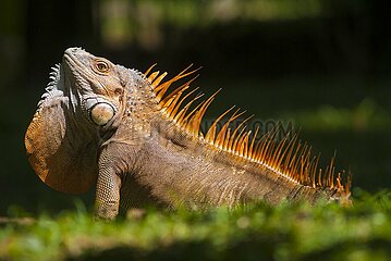 Costa Rica. National park of Tortuguero  green male iguana (iguana iguana) in rute and become orange in breeding season
