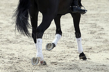 Gestuet Graditz  Detailaufnahme: bandagierte Pferdebeine im Trab