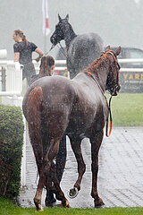 Hannover  Deutschland  Pferde werden im Regen gefuehrt