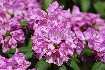 Hannover  Deutschland  Blueten eines Rhododendron