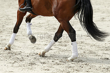 Gestuet Graditz  Detailaufnahme: bandagierte Pferdebeine im Galopp