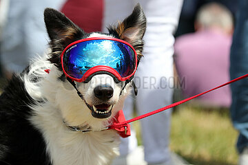 Hamburg  Deutschland  Hund traegt eine Hunde-Sonnenbrille