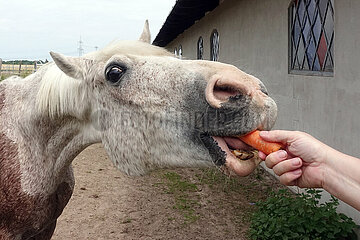 Bruchmuehle  Deutschland  Pferd bekommt eine Karotte