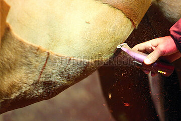 Muenchen  Detailaufnahme: Pferd wird geschoren
