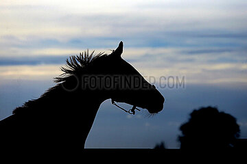Gestuet Auenquelle  Silhouette: Pferd mit wehender Maehne auf einer Weide