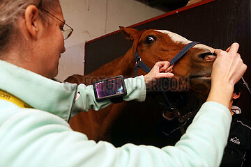 Gestuet Auenquelle  Tieraerztin fuehrt bei einem Pferd eine Kehlkopfspiegelung durch