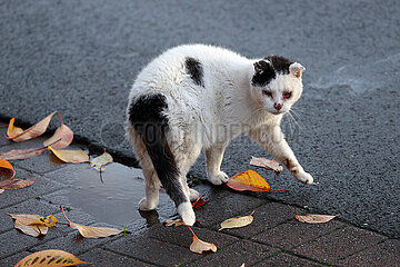 Roedinghausen  Deutschland  alte Katze mit Bindehautentzuendung auf einer Strasse