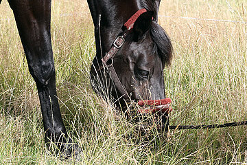 Amelinghausen  Pferd frisst auf einer Weide vertrocknetes Gras