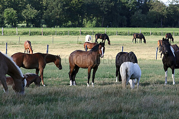 Amelinghausen  Pferde stehen auf einer Weide