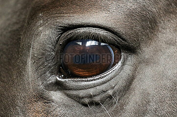 Amelinghausen  Auge eines Pferdes