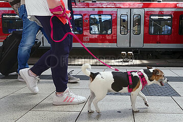 Hamburg  Deutschland  Symbolfoto: Reisen mit Hund