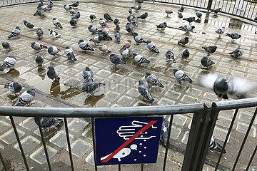 Berlin  Deutschland  Tauben sitzen auf dem Bahnsteig des S-Bahnhof Tempelhof in einem abgezaeunten Rondell hinter einem Schild - Tauben fuettern verboten -.