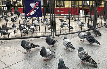 Berlin  Deutschland  Tauben sitzen auf dem Bahnsteig des S-Bahnhof Tempelhof in und vor einem abgezaeunten Rondell hinter einem Schild - Tauben fuettern verboten -.