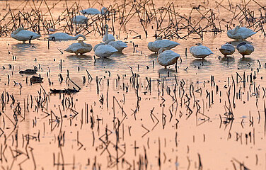 China-Jiangxi-Poyang Lake-Migrant Vögel (CN)