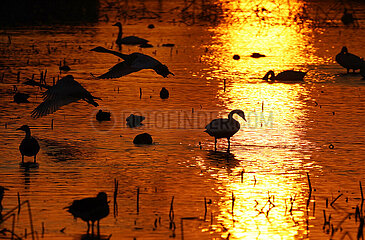 China-Jiangxi-Poyang Lake-Migrant Vögel (CN)