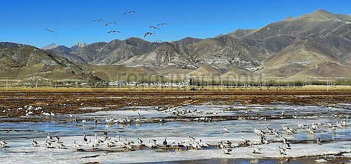 China-Tibet-Lhasa-Migrationsvögel (CN)