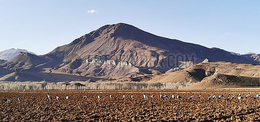 China-Tibet-Lhasa-Migrationsvögel (CN)
