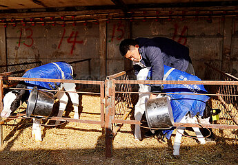 China-Hebei-Xinhe-University Graduate Cattle Breeding (CN)