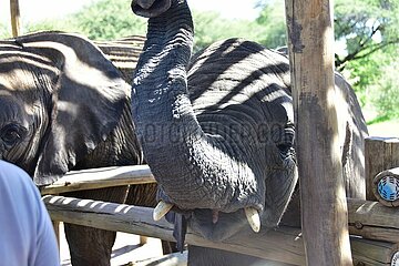 Botswana-Maun-Elephant-Orphanage