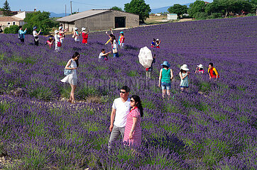 France. Alpes de Haute Provence (04) chinese tourist near lavender on Valensole plateau