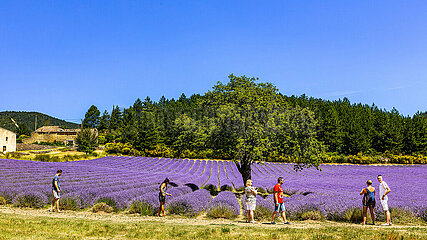 France. Provence. Vaucluse (84) Plateau de Sault  capital of lavender. During flowering  tourists are used to being photographed in the fields  the Chinese  especially  following the broadcast of a romantic series on TV where many scenes take place in Provence