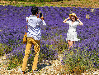 France. Provence. Vaucluse (84) Plateau de Sault  capital of lavender. During flowering  tourists are used to being photographed in the fields  the Chinese  especially  following the broadcast of a romantic series on TV where many scenes take place in Provence