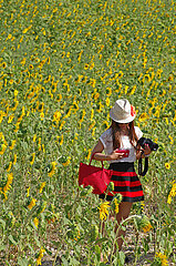 France. Alpes de Haute Provence (04) chinese tourist near sunflowers on Valensole plateau