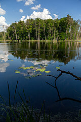 Deutschland  Carpin - Schweingartensee im Mueritz-Nationalpark mit Buchenwald (UNESCO Weltnaturerbe Deutsche Buchenwaelder)