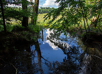Deutschland  Carpin - Moor im Mueritz-Nationalpark