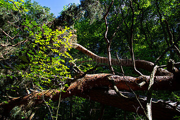 Deutschland  Carpin - verwesender toter Baum  Buchenwald im Mueritz-Nationalpark (UNESCO Weltnaturerbe Deutsche Buchenwaelder)