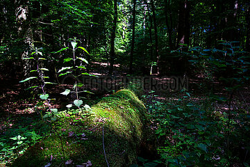 Deutschland  Carpin - verwesender toter Baum  Buchenwald im Mueritz-Nationalpark (UNESCO Weltnaturerbe Deutsche Buchenwaelder)