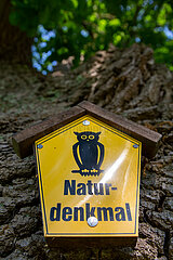 Deutschland  Basedow - Stieleiche  Baum als Naturdenkmal