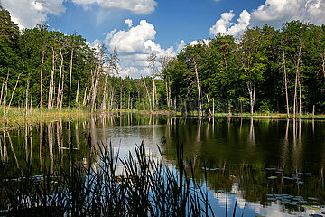 Deutschland  Carpin - Schweingartensee im Mueritz-Nationalpark mit Buchenwald (UNESCO Weltnaturerbe Deutsche Buchenwaelder)
