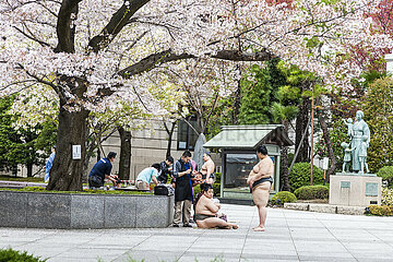 Japan. Tokyo. Chiyoda-ku. Sumo tournament organized during the season of sakura (cherry blossoms)  at the Yasukuni Jina  Shinto shrine  north of the imperial palace  in tribute to the soldiers grave for the emperor and Japan