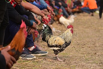 Indien-Assam-Morigaon-Cockfighting