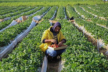 Midost-Gaza-Beit Lahia-Strawberry-Harvest