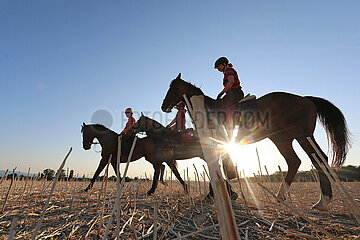 Gestuet Westerberg  Jugendliche reiten am Morgen im Gegenlicht der Sonne ueber ein Stoppelfeld